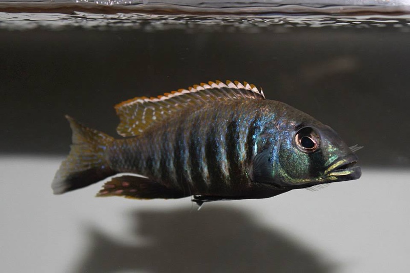 Sciaenochromis sp. 'nyassae' Liwani